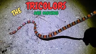 Road cruising for snakes on old back county dirt roads