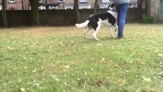 Sven - Border Collie (20 months old) tricks and freestyle!