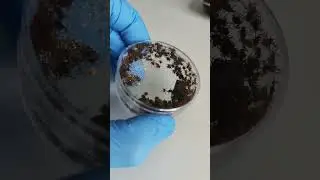 КРОВОЖАДНАЯ САМКА КЛЕЩА ПОД МИКРОСКОПОМ