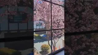 Под сакурой, чтобы стать красивой