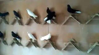 голуби Брянской обл. г.Трубчевск