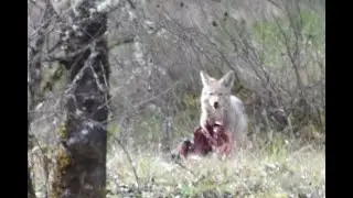Surrounded by Coyotes
