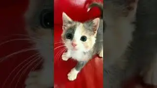 Заранее несколько видео, потому что завтра возможность мелкая(#роблокс#рекомендации