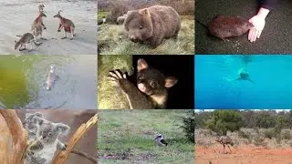 Australian animals for kids: pronunciation in English (with videos)