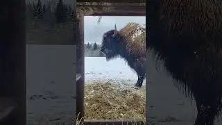 Очень спокойный бизон Борис❤