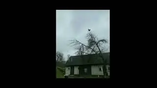 Курица орёт на дереве мем 