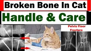 Fracture in Cat || How to manage during fracture? || Vet Furqan Younas