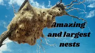 15 Most Amazing And Largest Nests In The World