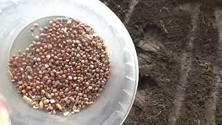 Раньше посадишь - раньше соберёшь, но не факт.