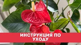 Что Любит Мужское Счастье (Антуриум), Полная Инструкция по Уходу