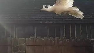 White peacock flying