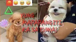 Funny ,smart, cute dogs compilations