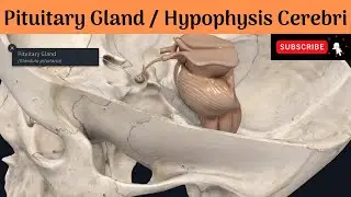 Pituitary gland | Hypophysis Cerebri |Parts |Development |Histology & Function |Blood & Nerve supply