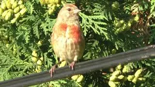 Common Linnet (Linaria cannabina) male calling + female close up summer in Hungary perched morning