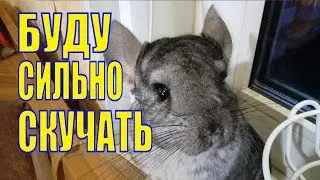 ЗАБРАЛИ ШИНШИЛЛУ ДВАЖДЫ АРЕСТОВАННАЯ