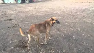 The dog. Ит 16 қазан 2015 ж.(FHD)Sony Xperia Z5 compact demo