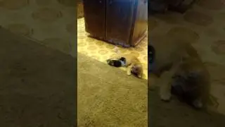 Cat sucking a cat dick 😅
