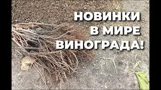 Попробуйте новые сорта винограда!