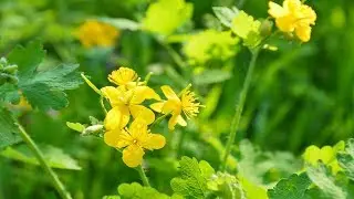 Celandine. How and when to collect celandine for harvesting medicinal collection?