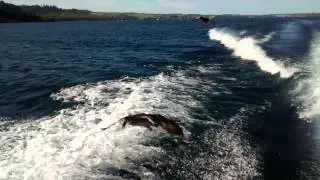 Feeding a flying duck from a moving boat