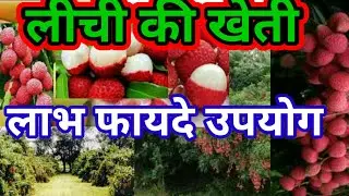 लीची की खेती।लीची के फायदे।लीची का पौधा।लीची का पेड़।
