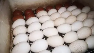 Turkeys, I put another incubator, frost, Danevkorm