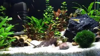 Garnelen ASMR / Garnelen Neocaridina, Military Helmet Rennschnecke und Boraras naevus  Timelapse