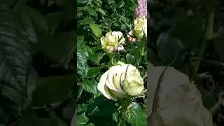 Літо 2022 року в моєму саду... війна..