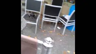 Pigeon at greggs