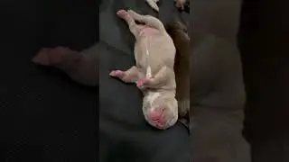 Маленькая булочка😍 