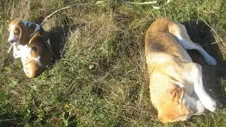 Охота с биглем. Биглица Веня. Весёлая охота с Лордом.
