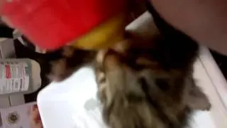 Gatito bebe a biberon