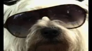Man's Best Friend
