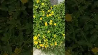 Marigold Flowers in the Garden  #shorts