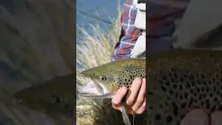 The fish just “Wommed it”. #flyfishing #onthefly #fishing