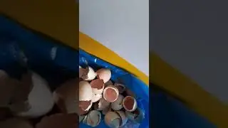 Шымкенттегі Нұрия тәтеме жіберген жұмыртқалар ашып.  Берекелі болсын.  🤲🤲🤲🤲🤲🤲🤲🤲🤲🤲🤲
