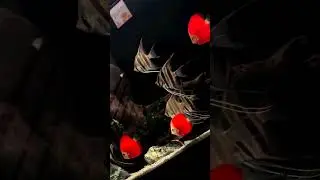 Скалярия альтум ориноко/Angelfish Altum Orinoco