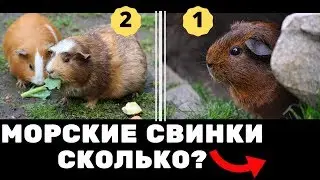 Морские свинки уход и содержание. Как ухаживать за морской свинкой, что нужно для свинки - грызуны