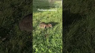 КОТ ПОЙМАЛ МЫШЬ и СЪЕЛ! #иринашевчуккотики #германия🇩🇪