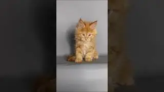 Котик мейн-кун. Красный солид. Доступен.
