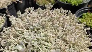 Горноколосник Иваренге, Оростахис, Очиток (Sedum)