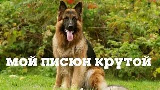Собака сбила камеру пипиндрусом