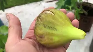 Чудовий сорт Settimo!