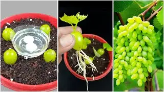 How to grow grapes from grape fruit | How to plant grapes | Growing grapes with easy technic