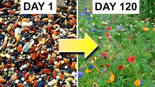 Growing a Bed of Wildflowers From Seed: 162-day Timelapse