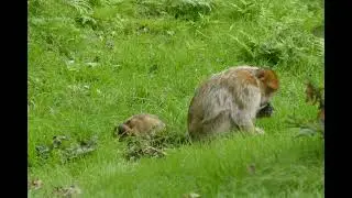 Funny Monkey