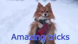 Mittelspitz Charlie & Amazing dog tricks /Удивительные трюки Среднего Шпица Чарли :)