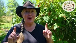 Raintree Nursery's Raspberry Growing Guide