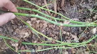 Результат зимовки роз под укрытием-домом (видео от 20.04.2023г.)