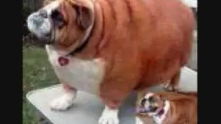 fat animals
